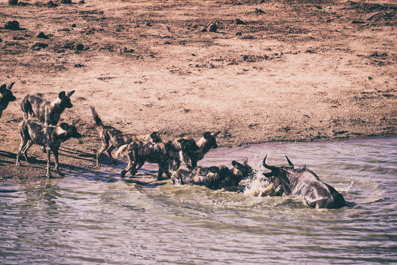 no people, safari Animals, mammal, river, sand, travel, wilderness, nature, animal, 5K, herbivorous, safari, wildebeest, landscape, outdoors, group Of Animals
