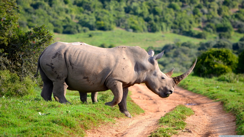 white, 2K, Rhinoceros, ultrabhd, 4k pics, hd