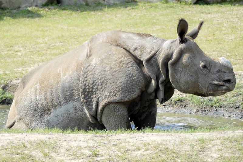 wildlife Reserve, africa, safari Animals, livestock, no people, domestic animals, outdoors, wildlife, animals In The Wild, mammal, grass, plant, land, 1080P