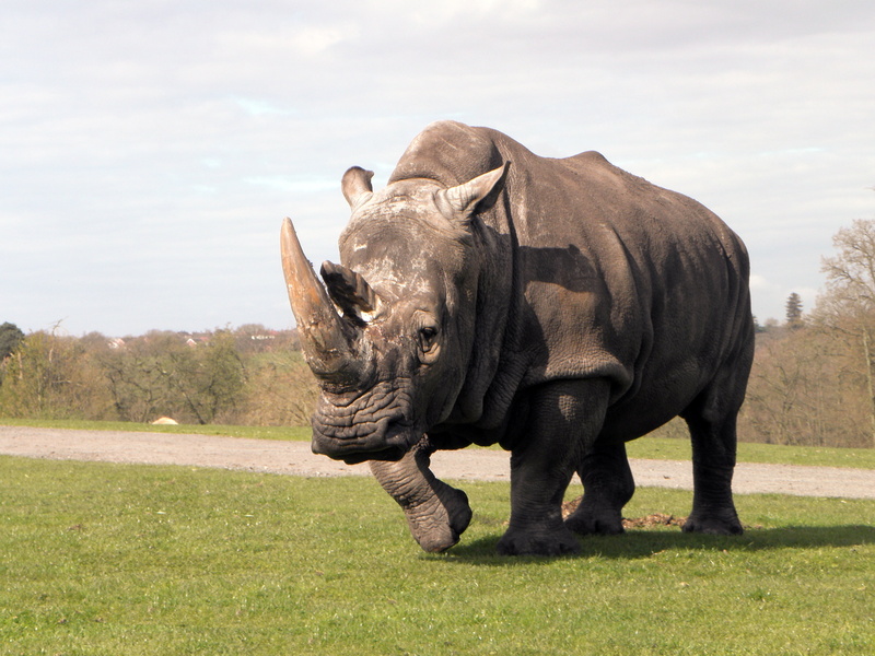 animal themes, zoo, grass, animal wildlife, walking, close, vertebrate, one animal, herbivorous, animals in the wild, outdoors, sky, day, photo, no people