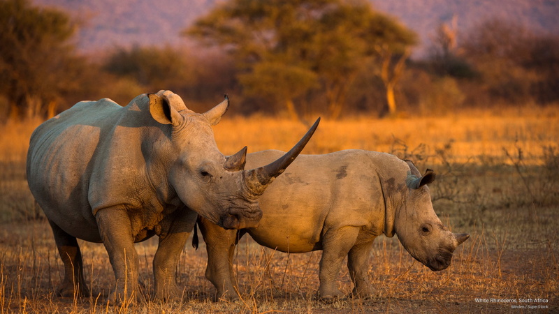 white, 2K, south, rhinoceros, Animals, africa