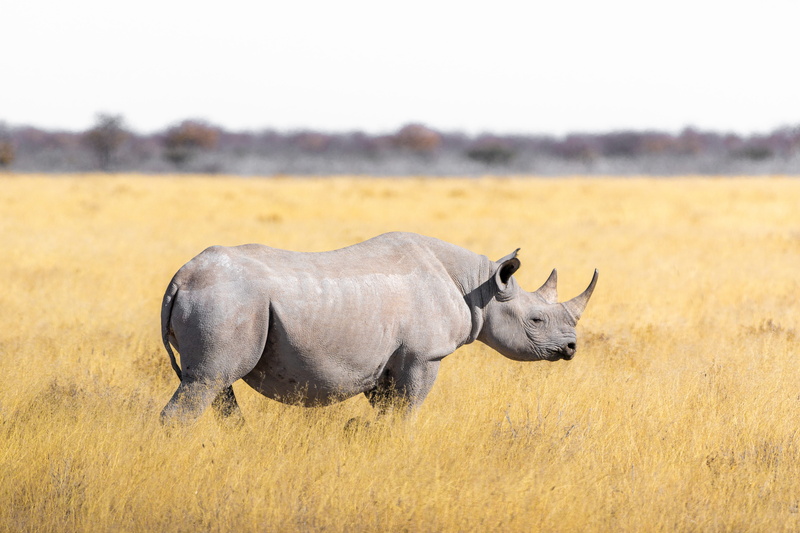 animal, white rhino, steppe, one animal, mammal, landscape, rhino, safari, south africa, outdoors, wildlife, vertebrate, animal wildlife, nature, rhinoceros
