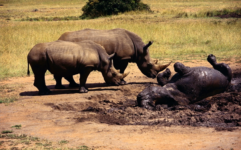 wildlife, white Rhinoceros, two, animal wildlife, africa, day, mud ...