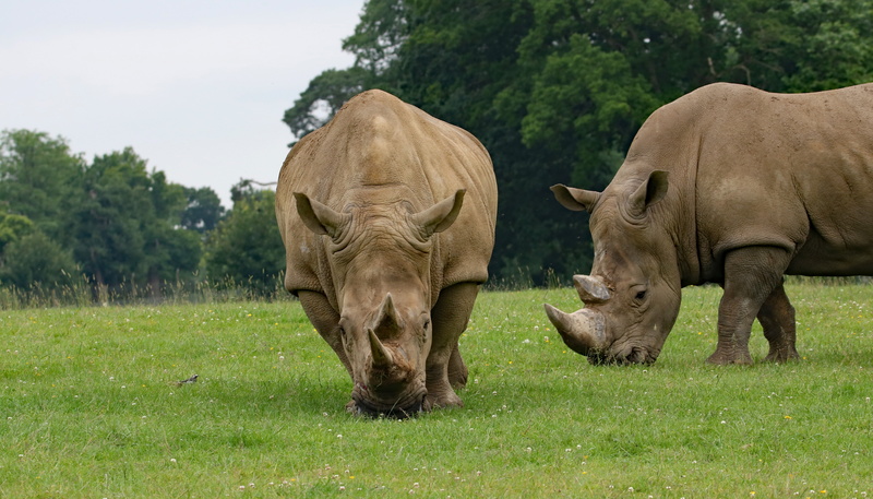 5K, couple, animal, plain, grass, horned, animal wildlife, no people, day, herbivorous, rhinoceros, group of animals, outdoors, two animals, domestic animals