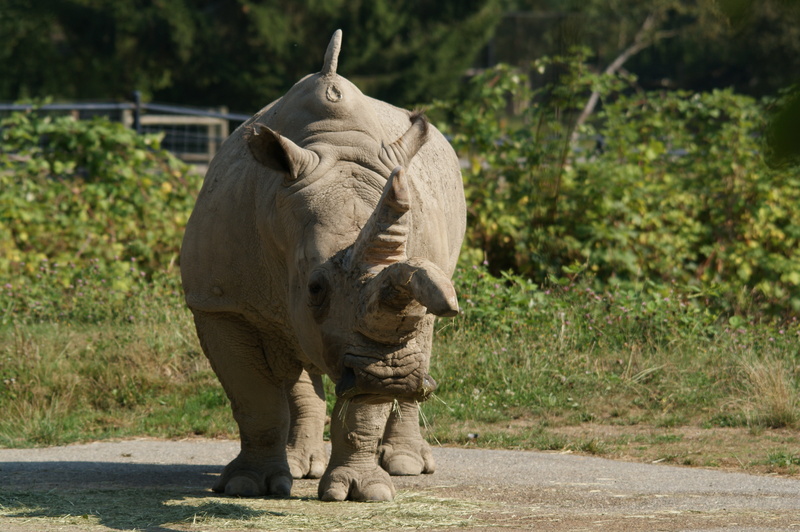 wildlife Reserve, day, rhino, rhinoceros, wood, endangered Species, young Animal, asia, land, vertebrate, animal Trunk, animal, nature, elephant, road