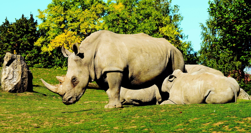 plant, no people, africa, wild animal, animal, growth, animals in the wild, 2K, animal themes, land, domestic animals, white rhinoceros, vertebrate, tree