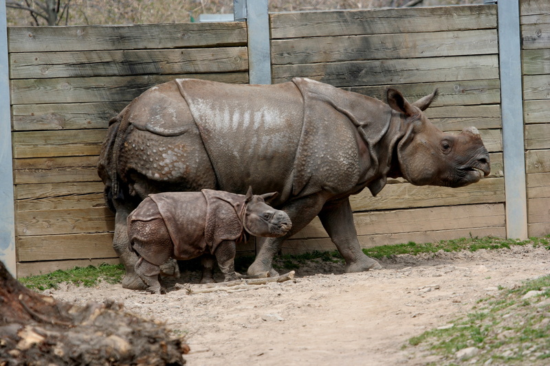 day, no People, 2K, herbivorous, pets, two animals, outdoors, young Animal, africa, horned, zoo, safari Animals, white Rhinoceros, pig, calf, domestic animals