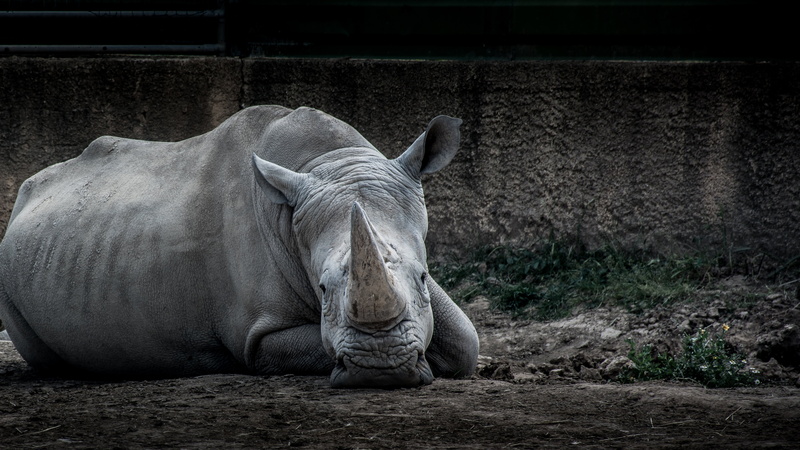 rhinoceros, field, safari, wildlife, zoo, day, vertebrate, animal themes, relaxation, shot, forest, white Rhinoceros, wild, collection, outdoors, land