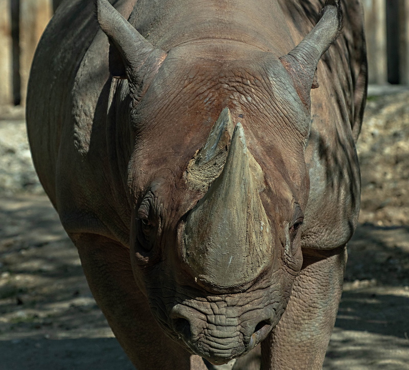 zoo, mammal, animal wildlife, pachyderm, animal head, livestock, rhino, animal, portrait, nature, big game, 4K, horned, domestic animals, animal themes