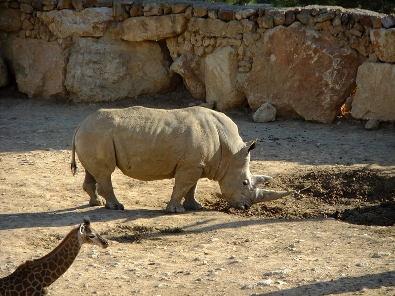 south Africa, side view, herbivorous, mammal, plain, solid, endangered Species, horned, domestic animals, reserve, vertebrate, 2K, savannah, animals In The Wild