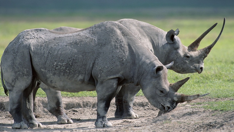 animal, side view, food, asia, focus on foreground, large, vertebrate, outdoors, safari Animals, animal themes, standing, nature, profile view, rhinoceros
