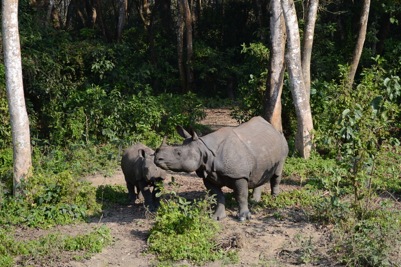 animals In The Wild, one animal, national Park, gray, safari Animals, wildlife Reserve, park - Man Made Space, 4K, land, white Rhinoceros, animal themes