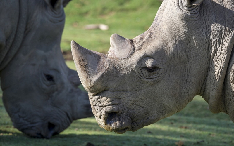 animal, africa, wildlife, nature, white Rhinoceros, tusk, grass, close-up, vertebrate, herbivorous, 1080P, animal body part, young Animal, standing, mammal