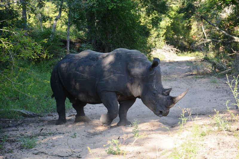 nature, tree, mammal, standing, animal wildlife, horned, land, safari Animals, wildlife, sunlight, animal, large, elephant, wildlife Reserve, outdoors