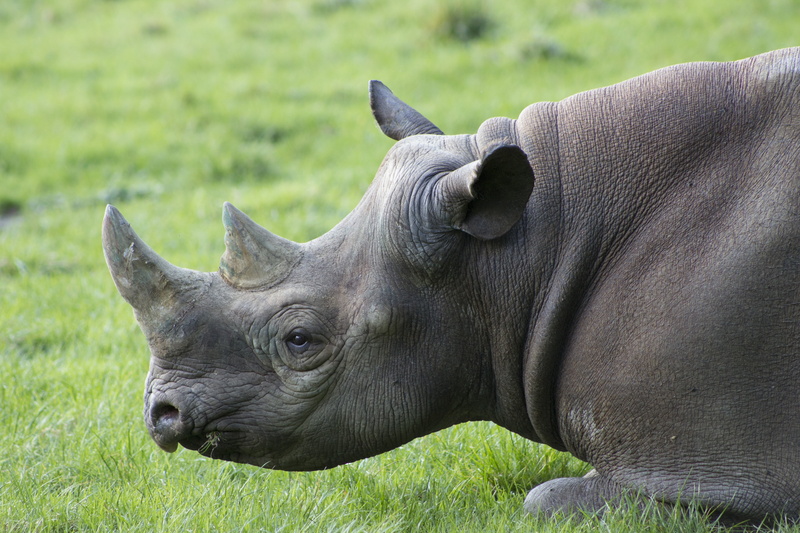 rhinoceros, no people, safari Animals, wilderness, side view, one animal, safari, outdoors, grass, large, domestic animals, profile view, zoo, nature, horned