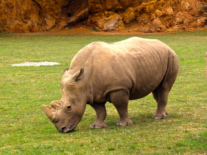 herbivorous, day, one animal, livestock, nature, safari Animals, animals In The Wild, grass, wild animal, field, white Rhinoceros, animal wildlife, grazing
