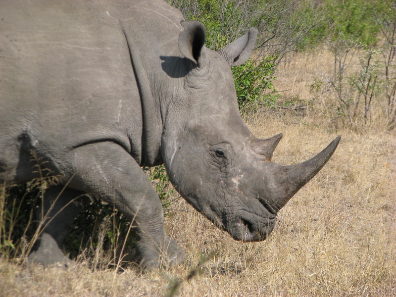 domestic animals, africa, rhinoceros, no people, 2K, herbivorous, land, animal themes, white, vertebrate, grass, wild, animal wildlife, field, mammal