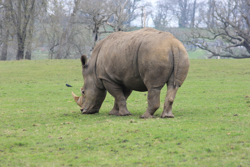land, horned, no people, tree, grazing, elephant, domestic animals, rhino, safari Animals, animal themes, field, grass, white Rhinoceros, outdoors, animals In The Wild