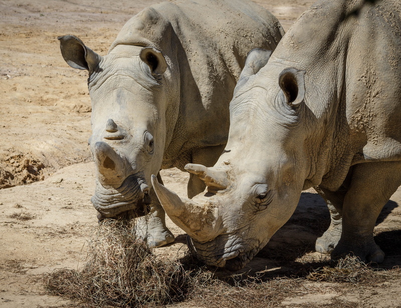 nature, white rhinoceros, animal themes, field, brown, group of animals, animal, mammal, close-up, herbivorous, horned, no people, vertebrate, safari, white rhino