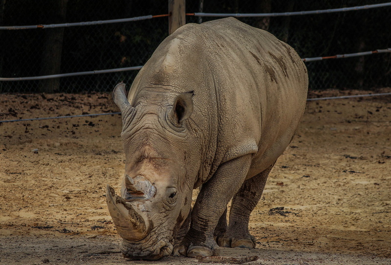 day, rhinoceros, outdoors, animal wildlife, zoology, southern white rhinoceros, no people, sunlight, nature, rhino horns, white rhino, brown, animal, white rhinoceros