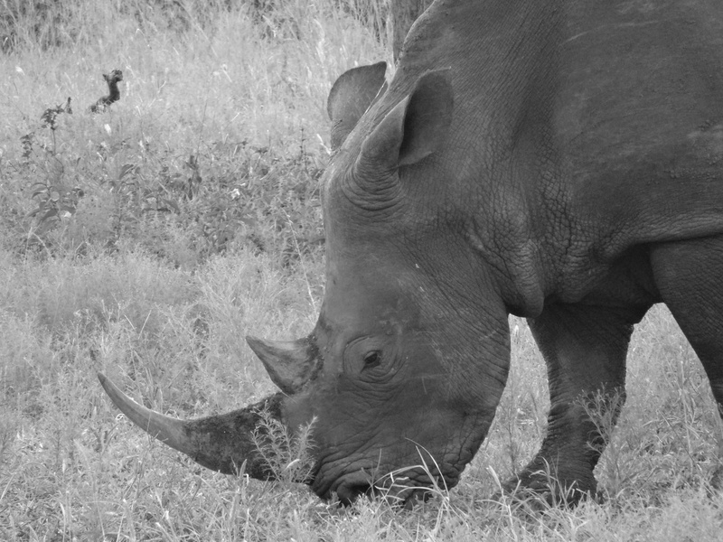 wildlife, animal head, no people, herbivorous, nature, endangered, animal, outdoors, mammal, pig, plant, one animal, africa, Animal, White, 4K, animals in the wild