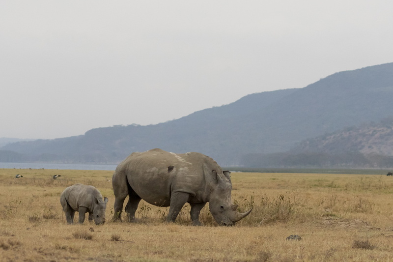 white rhinoceros mother and calf, land, beauty, eating, herbivorous, 4K, plains, birds, photography, nature, forest, no people, nakuru, environment, safari