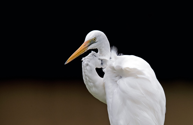 outdoors, bird, heron, one animal, 4K, black background, animal, mouth open, profile view, feather, egret, nature, australia, pelican, animal body part