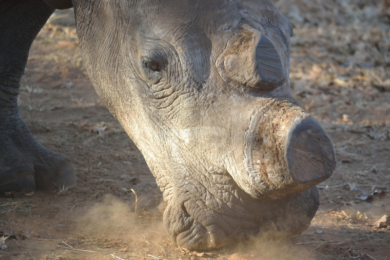 animal, no people, animal themes, large, horned, herbivore, wild, conservation, land, nature, rhino, animal wildlife, 4K, rhinoceros, horn, focus on foreground