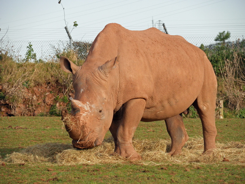 field, zoo, mammal, tree, rhinoceros, 4K, animal, vertebrate, land, herbivorous, one animal, domestic animals, plant, standing, day, livestock, animal wildlife