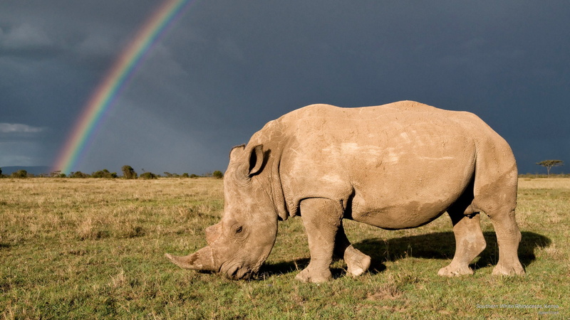 kenya, southern, white, 2K, rhinoceros, Animals