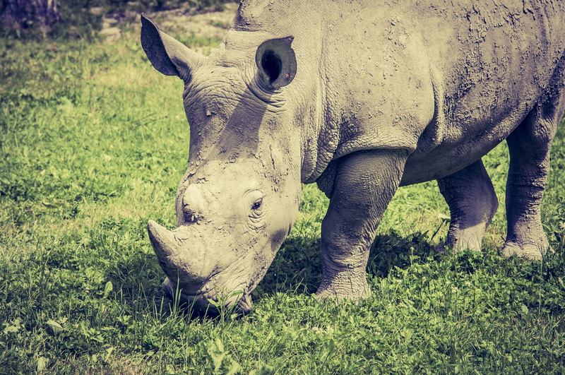 animal themes, herbivorous, nature, vertebrate, unicorn, day, hard, land, outdoors, mammal, field, horn, domestic animals, animals In The Wild, one animal