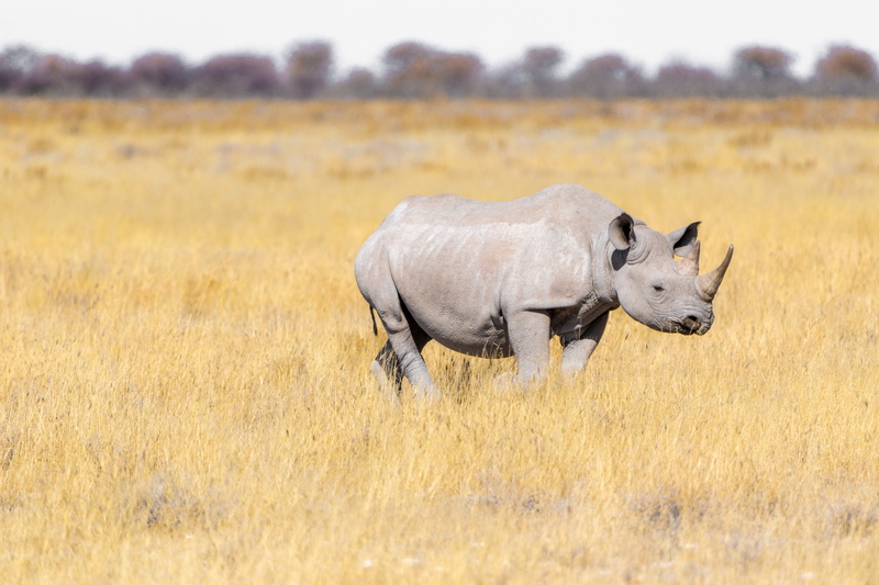 white rhino, full length, wilderness, grass, africa, no people, safari, plant, animal wildlife, rhinoceros, one animal, animal, field, 5K, nature, animal themes