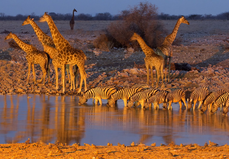 outdoors, water, lake, herbivorous, landscape, waterfront, 1080P, group of animals, no people, park, animal, animal wildlife, National, environment, tree
