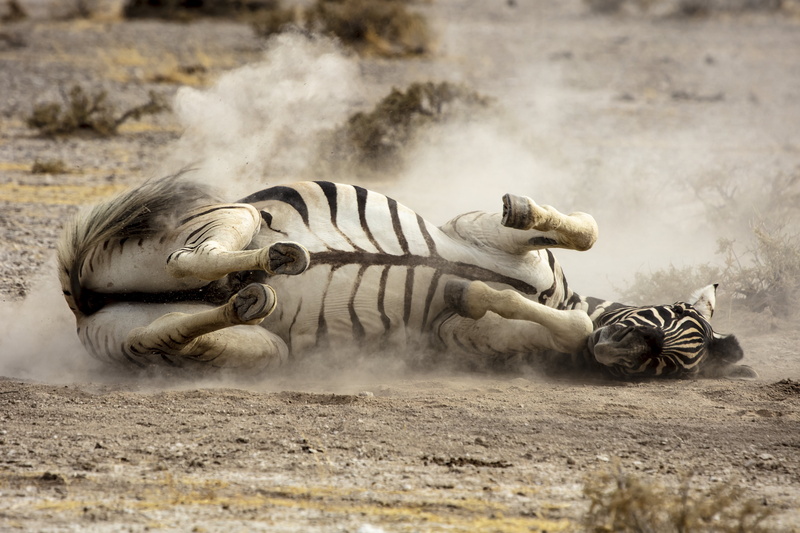 tiger, etosha national park, road, hyena, wildlife, day, ground, zebra, nature, striped, 5K, side, animal wildlife, soil, field, pollution, vertebrate