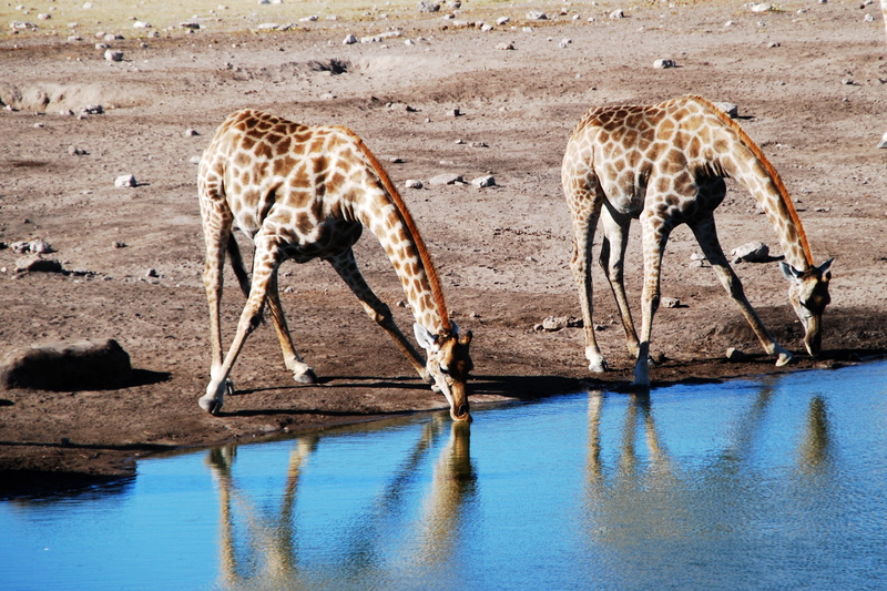 wildlife, blue, giraffes, animal themes, no people, group of animals, safari, safari Animals, 2K, animal wildlife, nature, two, drinking, africa, drink