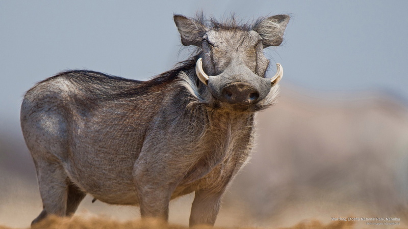 etosha, 2K, Animals, namibia, national, warthog, park