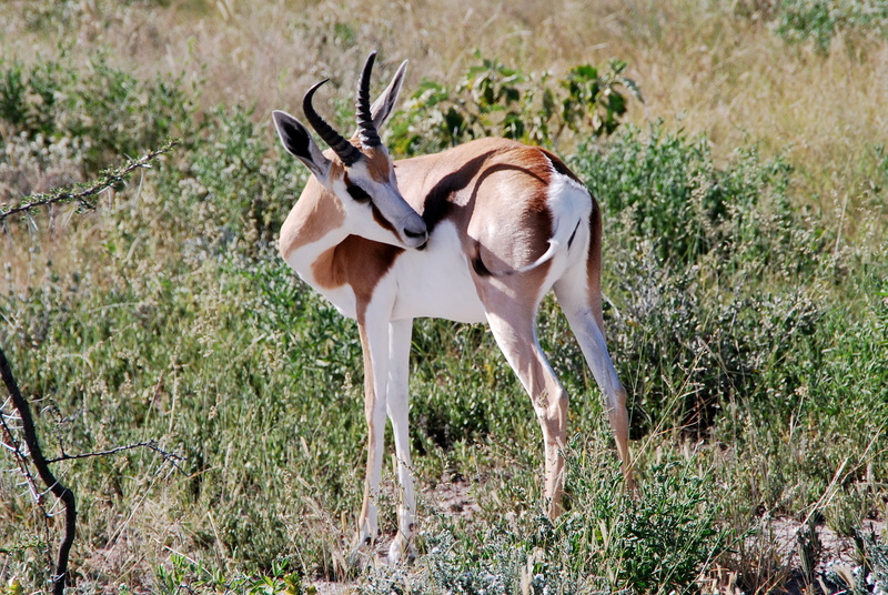 land, namibia, outdoors, nature, africa, animals in the wild, animal, 4K, national park, horned, grasses, field, day, no people, animal themes, grass