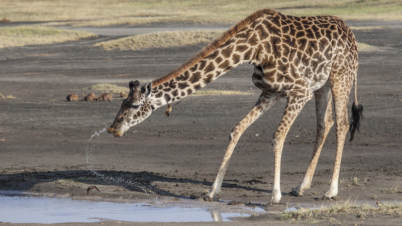 wilderness Area, savannah, animals In The Wild, no people, Africa, Safari, tanzania, beauty In Nature, vertebrate, adventure, tourism, east Africa, Giraffe