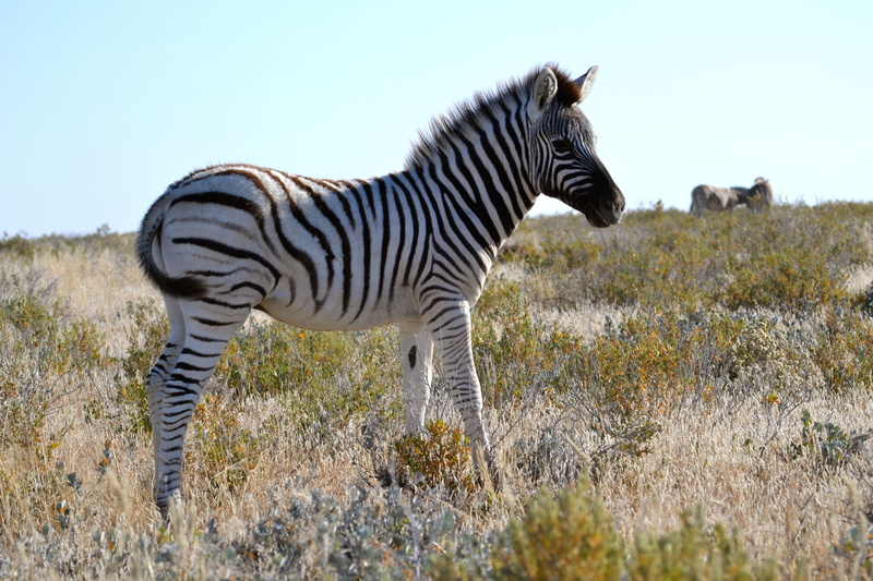 4K, nature, herbivorous, Zebra, etosha national park, sky, field, Small, animal themes, plant, side view, standing, Safari, baby, land, animal, domestic animals
