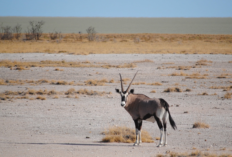 herbivorous, scenics - nature, namibia, one animal, outdoors, semi-arid, environment, climate, horned, prairie, animal wildlife, landscape, land, antelope