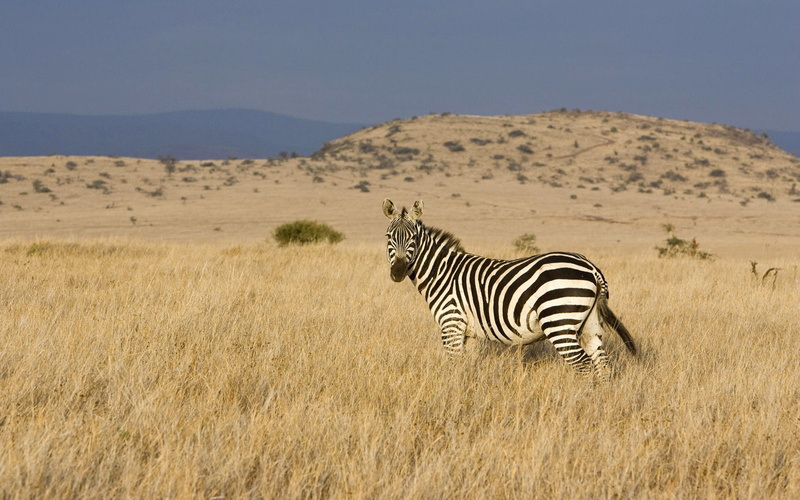 1080P, vertebrate, kenya, africa, plant, animal Themes, wild Animals, animal, herbivorous, black, environment, outdoors, sky, semi-arid, eco Tourism, group Of Animals