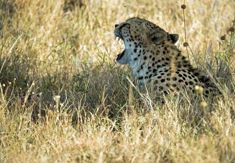 panther, spotted, wildlife, safari, black, jaguar, wild, plant, animal, nature, spotted cat, big cat, yawn, kenya, animals in the wild, carnivora, safari photo