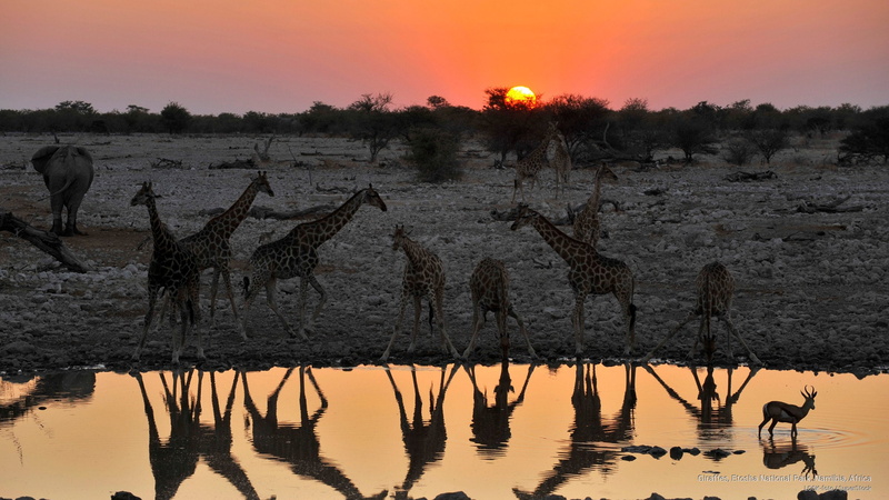 etosha, park, national, giraffes, Africa, 2K, namibia