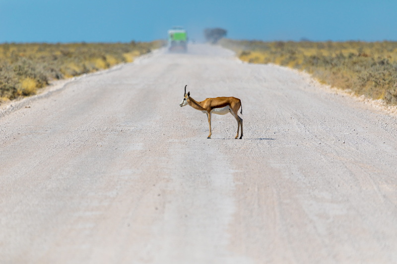 domestic animals, gazelle, antelope, nature, animal, vertebrate, full length, scenics - nature, animals in the wild, drink, 5K, hellabrunn, one animal