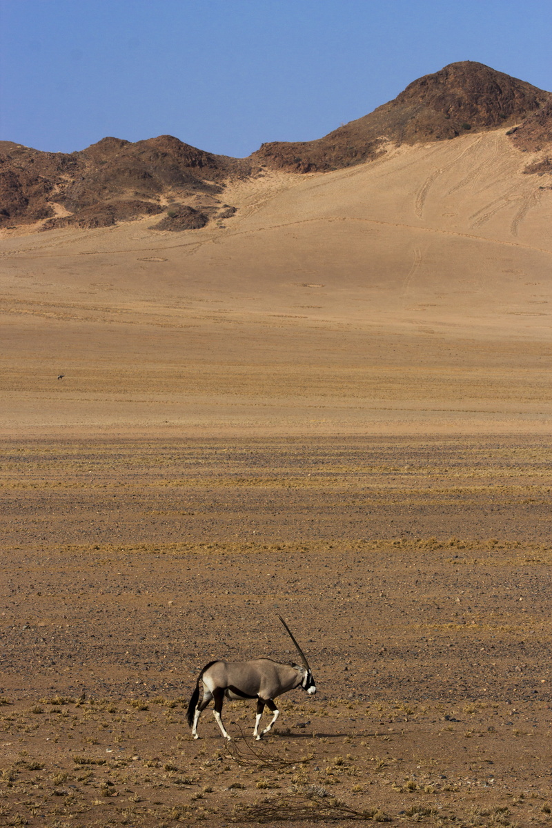 animals in the wild, outdoors, waterhole, landscape, non-urban scene, wilderness, animal themes, namibia, animal, game, natural, one animal, photography
