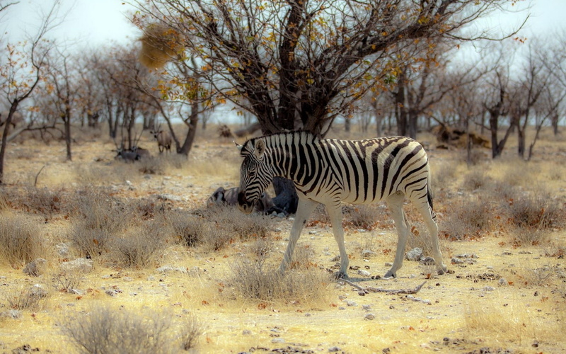 vertebrate, animals In The Wild, wildlife Reserve, animal wildlife, masai Mara, animal themes, herbivorous, serengeti National Park, tanzania, mammal, bush