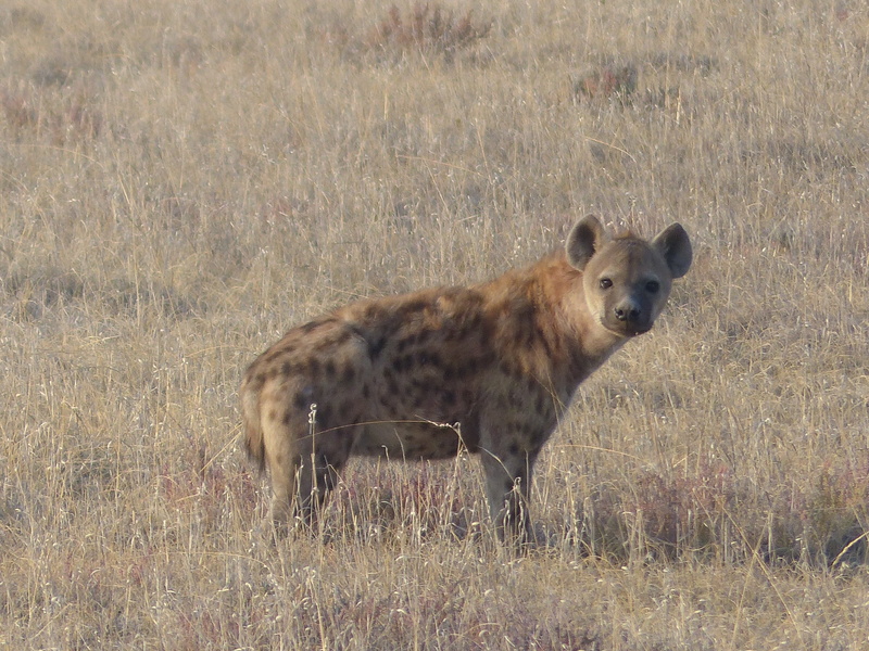 national Park, vertebrate, kenya, omnivore, looking at camera, animal, nature, no people, side view, tanzania, savannah, plain, standing, outdoors, carnivore