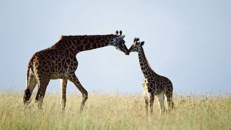 national Park, plant, giraffe, grass, animal wildlife, nature Reserve, kenya, steppe, 1080P, wildlife Reserve, care, serengeti National Park, mammal, safari