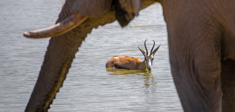 animal themes, horns, animal world, etosha, springbok, hellabrunn, vertebrate, wild, animal, africa, water hole, drinking, pair, safari, mammal, wild animals