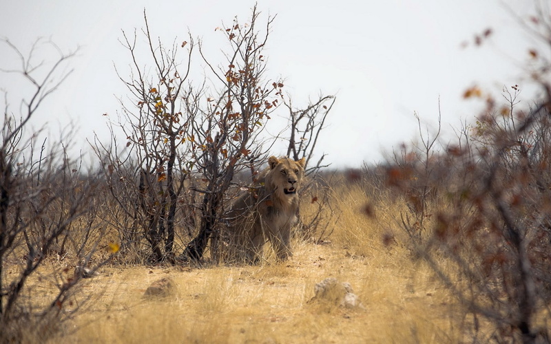 wildlife, animal Themes, field, nature, no people, africa, vertebrate, cat, 720P, lion, national Park, tree, animal wildlife, etosha National Park, safari